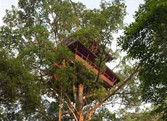 greenmagic_treehouse