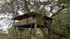tranquil_treehouse