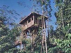 edakkal_treehouse