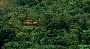 vythiriresort_treehouse